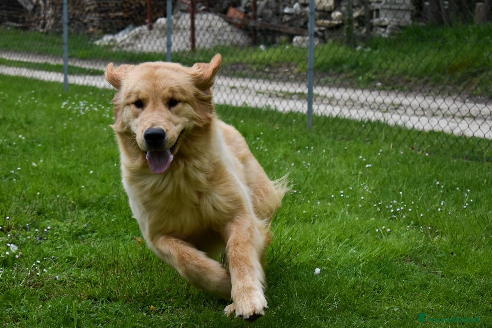 Golden Retriever cani Cuccioli Golden Retriever Linea Americana  - Annuncio 1