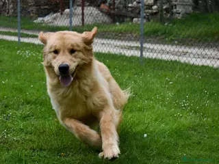 Golden Retriever cani Cuccioli Golden Retriever Linea Americana - Annuncio 1