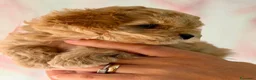 Barboncino Toy cani in vendita: Barboncino Toy  a Libero consorzio comunale di Trapani - Annuncio 2