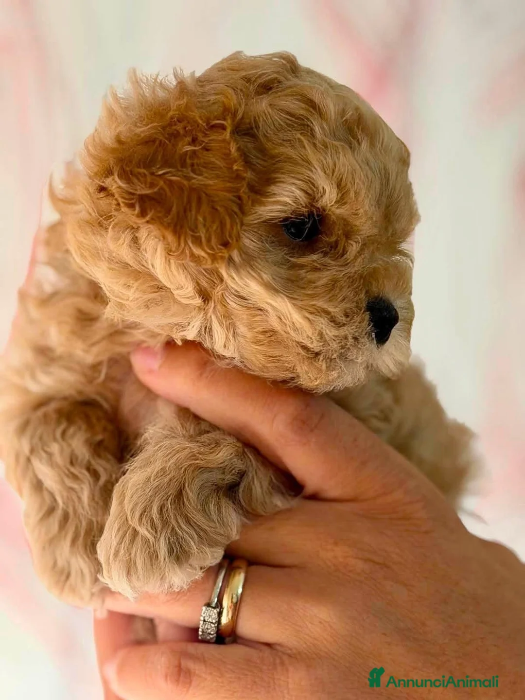 Barboncino Toy cani in vendita: Barboncino Toy  a Libero consorzio comunale di Trapani - Annuncio 2