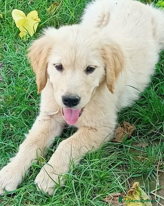 Golden Retriever cani Ultimi 2 cuccioli di golden retriever - Annuncio 2