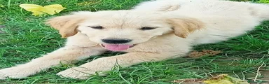 Margot