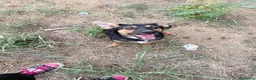 Meticcio cani in regalo: Rufy cerca amore - Annuncio 5