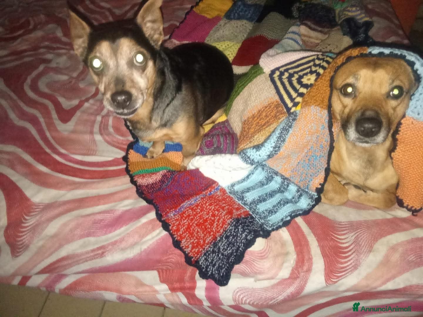 Pinscher Miniatura cani in regalo: ADOZ.DEL💔:papà inRSA:finiranno in canile! - Annuncio 3