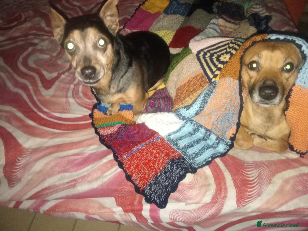 Pinscher Miniatura cani in regalo: ADOZ.DEL💔:papà inRSA:finiranno in canile! - Annuncio 1