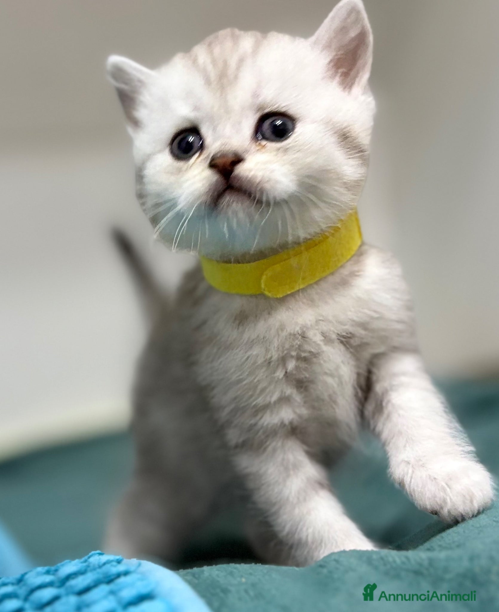 British gatti Scottish fold sthrait  - Annuncio 4