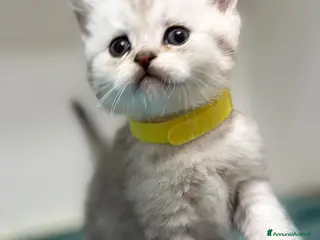 British gatti Scottish fold sthrait - Annuncio 4