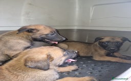 Pastore Belga cani in vendita: Pastore Belga Malinois Napoli Salerno Avellino a Provincia di Avellino - Immagine 3