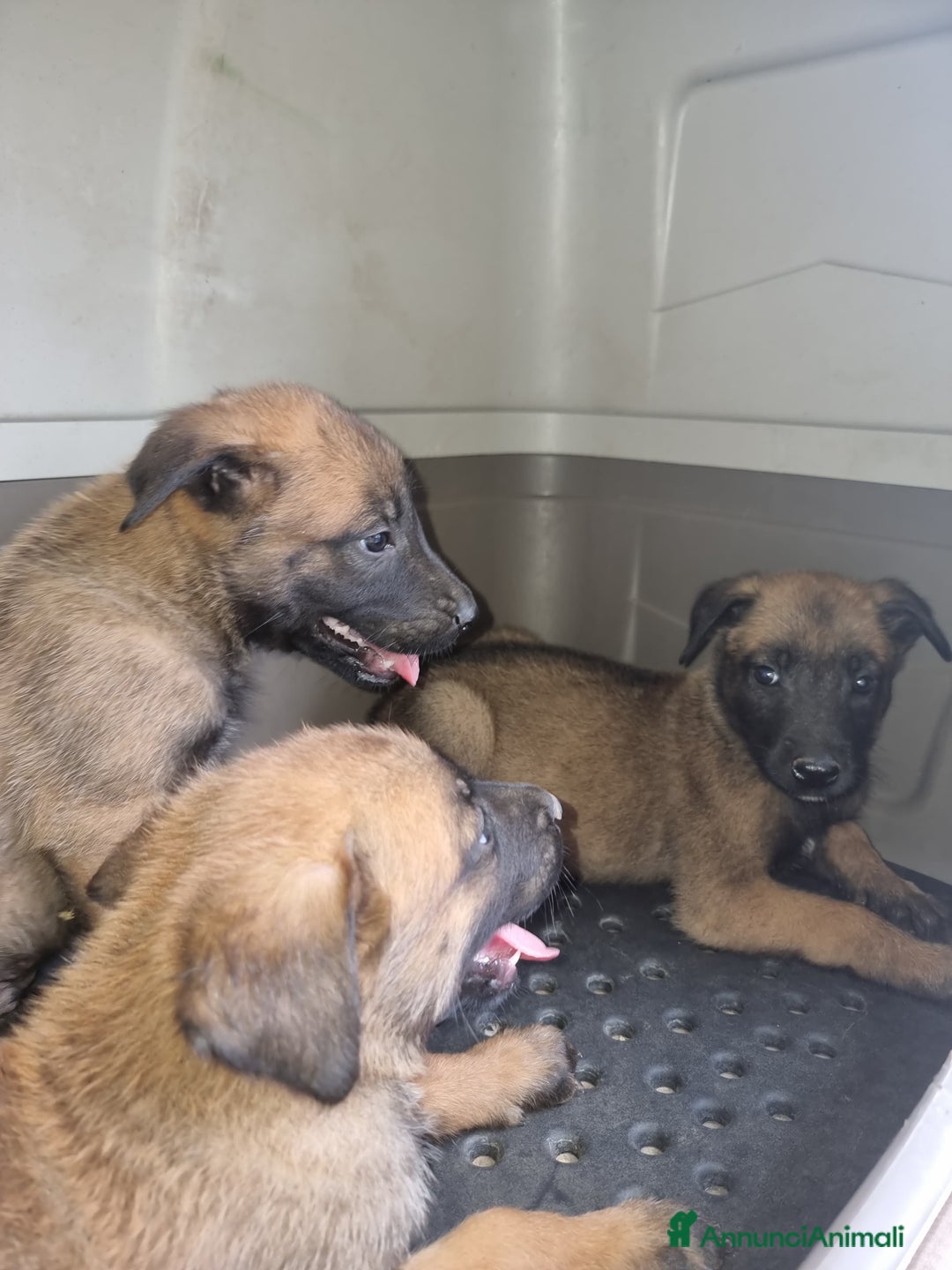 Pastore Belga cani in vendita: Pastore Belga Malinois Napoli Salerno Avellino a Provincia di Avellino - Immagine 3
