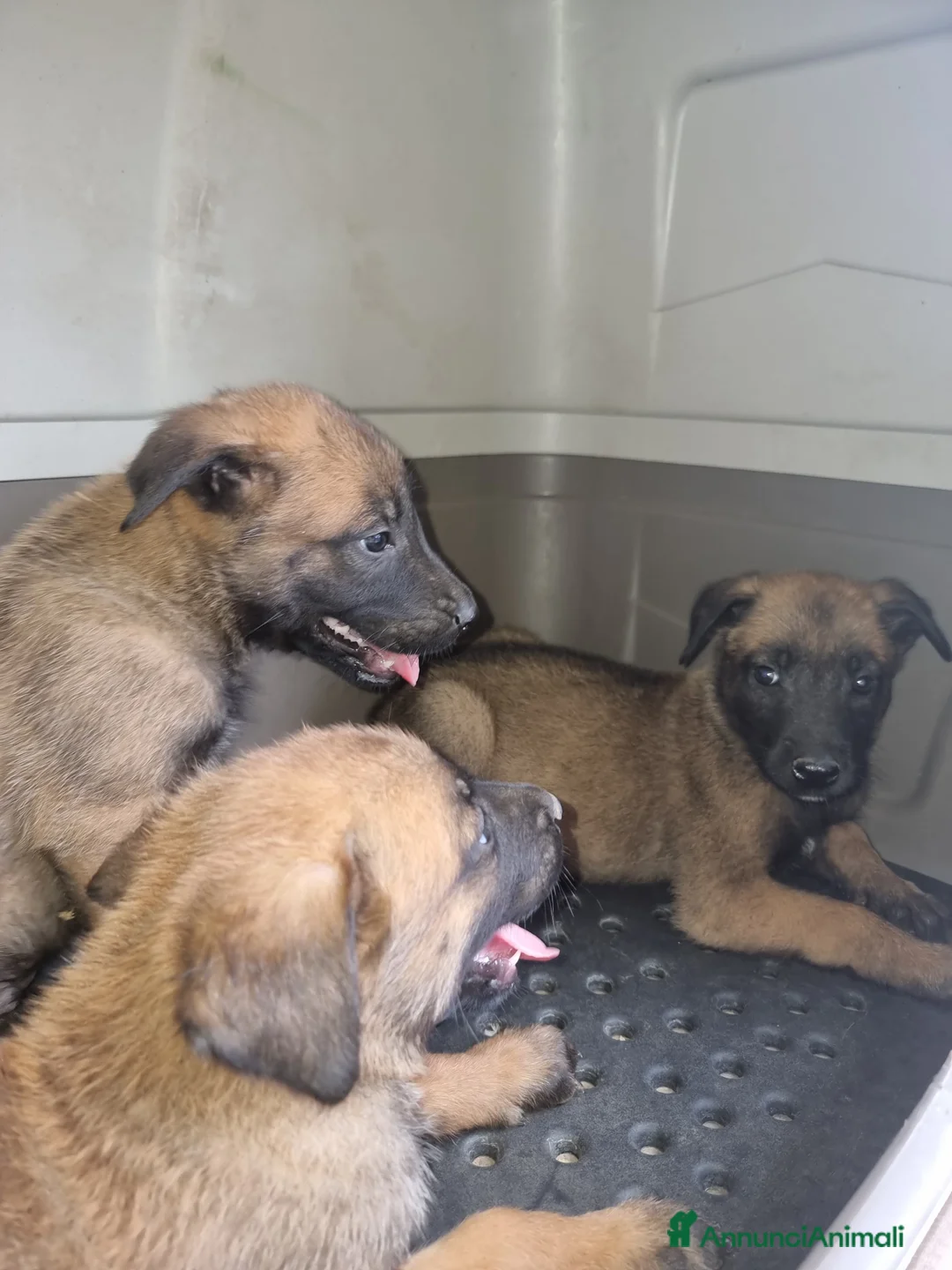 Pastore Belga cani in vendita: Pastore Belga Malinois Napoli Salerno Avellino a Provincia di Avellino - Annuncio 3