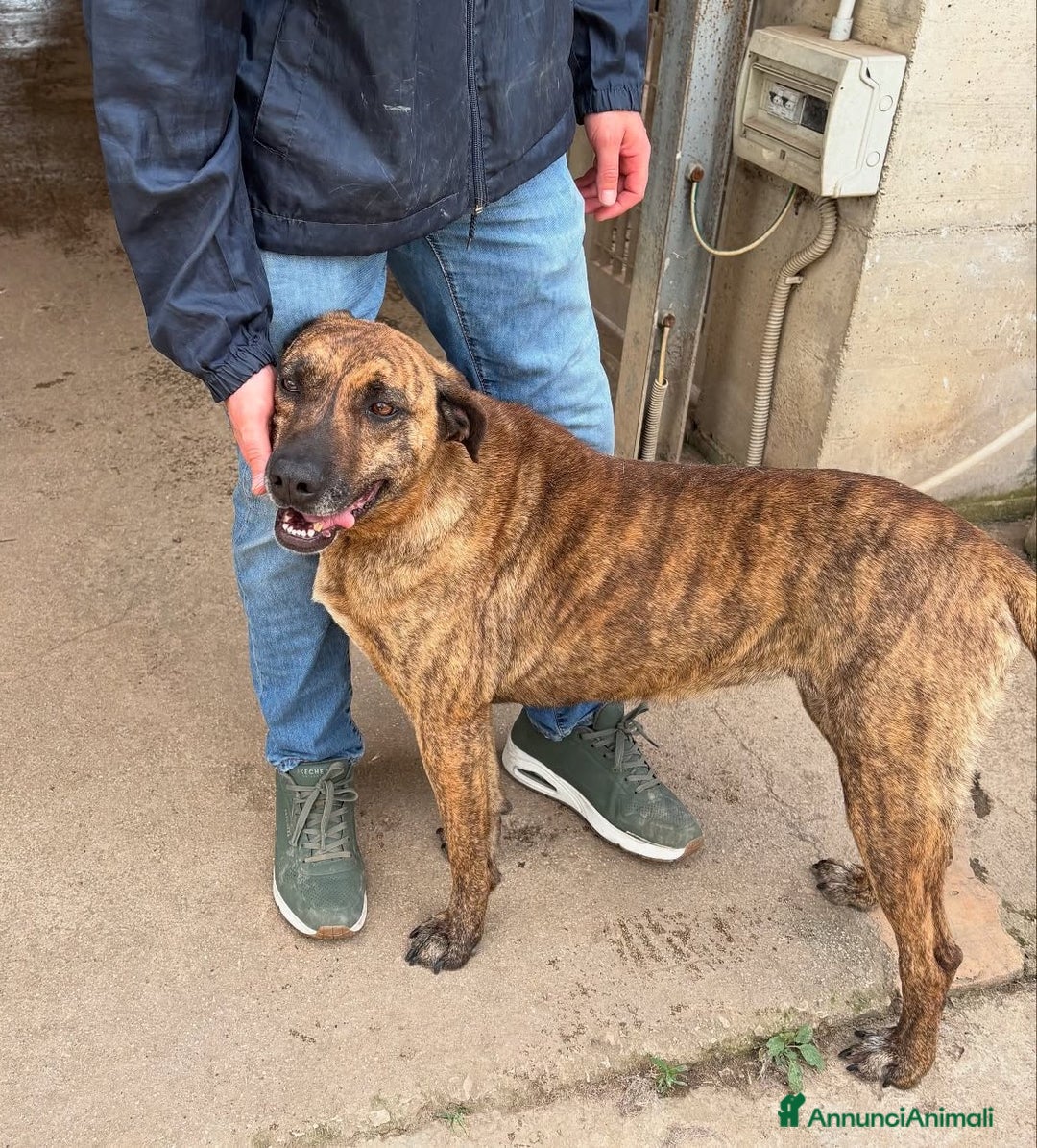 Meticcio cani in regalo: TIGRA, cagnolona fantastica dimenticata da tutti! - Annuncio 6