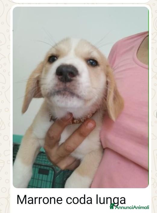 Meticcio cani 7 cuccioli bellissimi e dolcissimi  - Annuncio 4