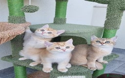 Scottish gatti in vendita: Scottish Straight con Pedigree  - Immagine 3