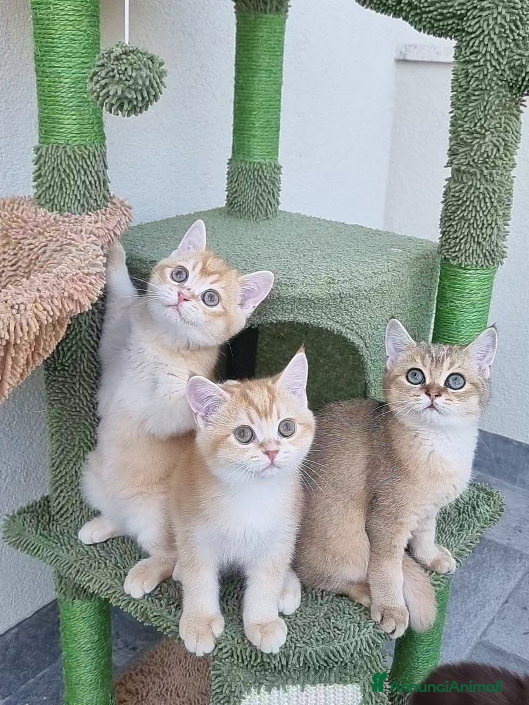 Scottish gatti in vendita: Scottish Straight con Pedigree  - Immagine 3