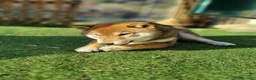 Shiba Inu cani in vendita: Cuccioli di shiba inu - 3 femminucce - - Annuncio 17