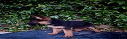 Pastore Tedesco cani in vendita: Cuccioli Pastore Tedesco altissima genealogia. a Provincia di Treviso - Annuncio 3