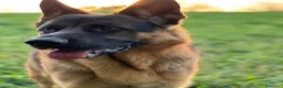 Pastore Tedesco cani in regalo: Do in regalo un bellissimo pastore tedesco  - Annuncio 5