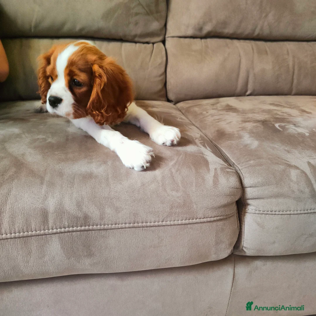 Cavalier King cani in vendita: Vendo bellissimo cucciolo di cavalier king maschio - Annuncio 7