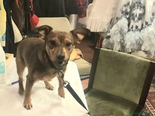 Meticcio cani Cagnolina - Annuncio 1