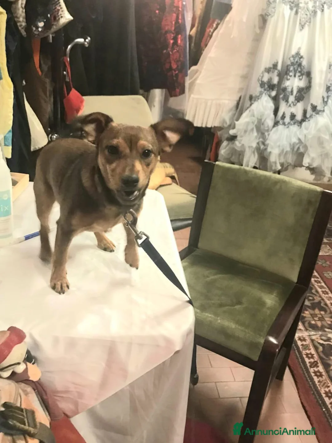 Meticcio cani in vendita: Cagnolina - Annuncio 1