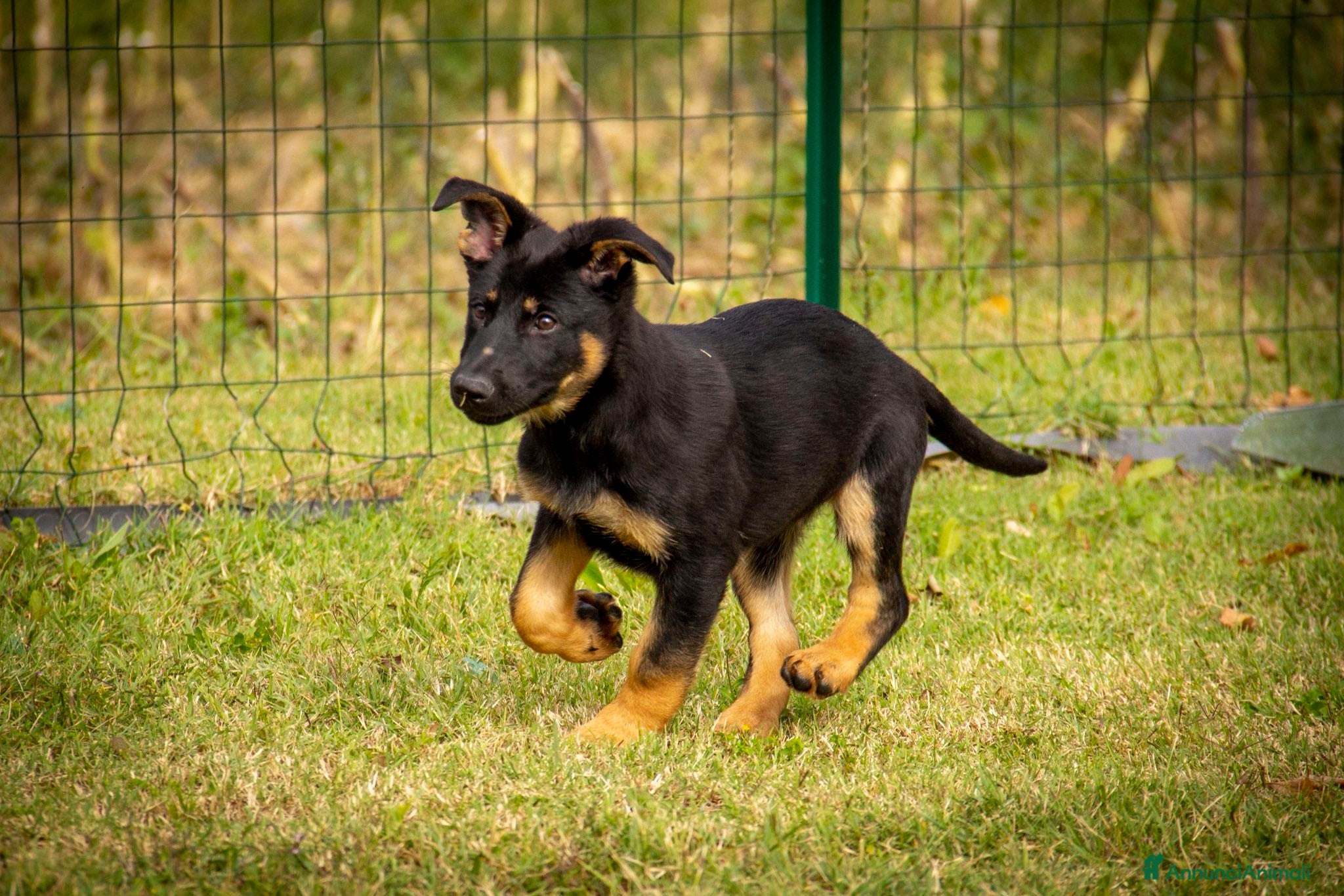 Pastore Tedesco cani PASTORE TEDESCO LINEA DA LAVORO - Annuncio 40