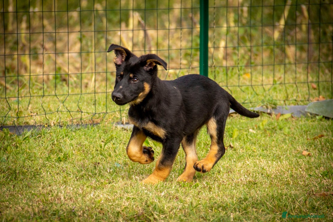 Pastore Tedesco cani in vendita: PASTORE TEDESCO LINEA DA LAVORO - Annuncio 1