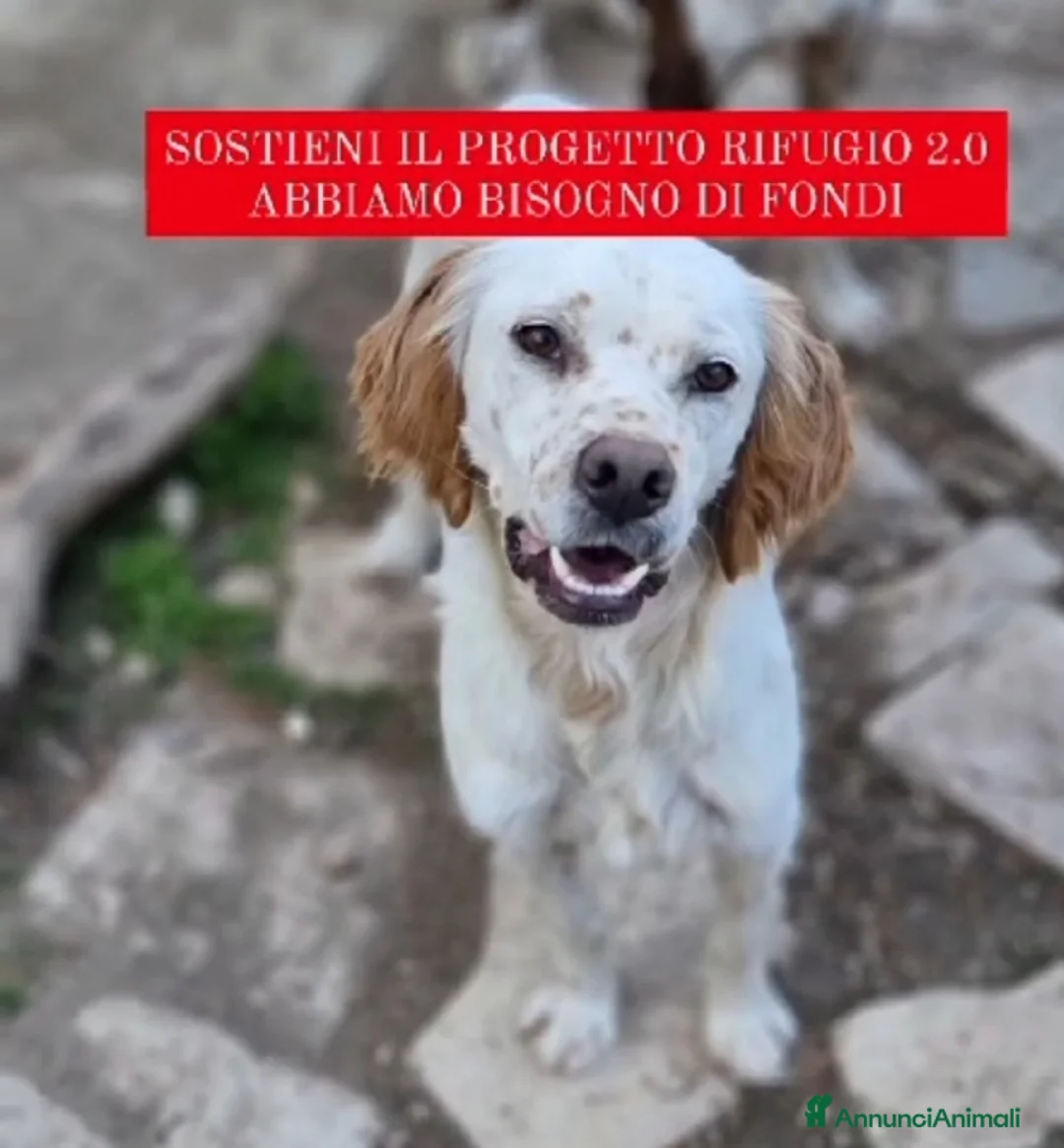 Setter Inglese cani in regalo: Setter quasi 3anni BELLO ED INVISIBILE! FOGGIA a Città metropolitana di Milano - Annuncio 1