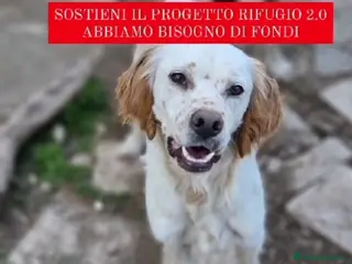 Setter Inglese cani Setter quasi 3anni BELLO ED INVISIBILE! FOGGIA a Città metropolitana di Milano - Annuncio 6