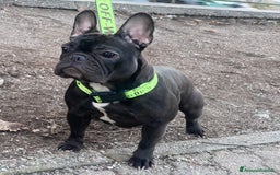 Bulldog Francese cani in vendita: Bulldog francese cucciolo  - Immagine 2