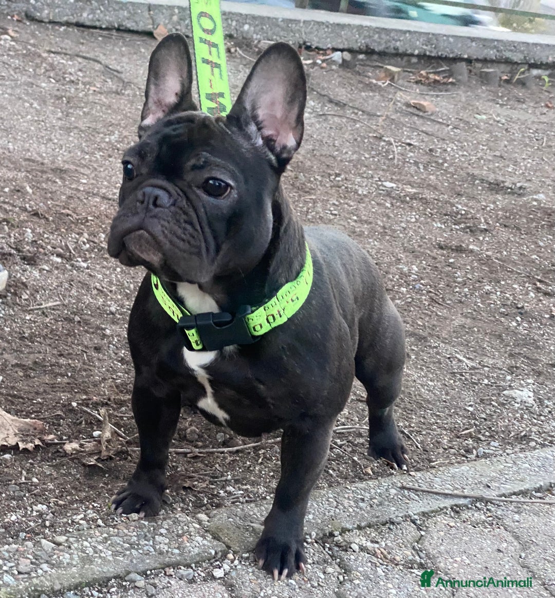 Bulldog Francese cani in vendita: Bulldog francese cucciolo  - Immagine 2