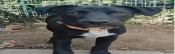Meticcio cani in regalo: Lulù e Luna cucciole in cerca di adozione a Parma - Annuncio 13