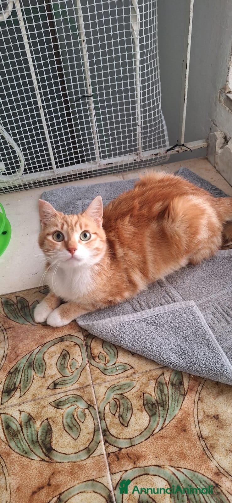 Europeo gatti WENDI 8 mesi di tenerezza  a Città Metropolitana di Bologna - Annuncio 2