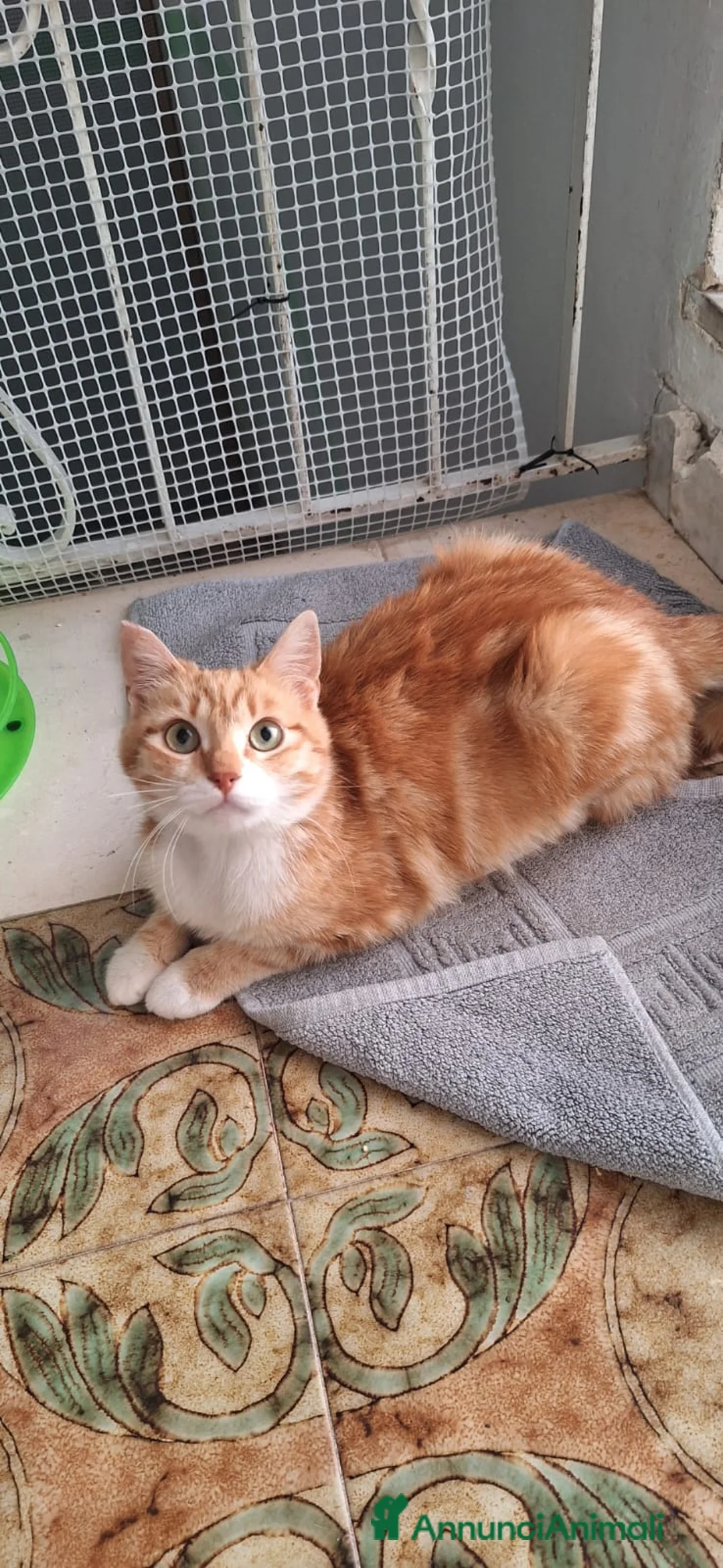 Europeo gatti in regalo: WENDI 8 mesi di tenerezza  a Città Metropolitana di Bologna - Annuncio 1