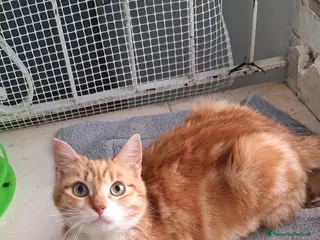 Europeo gatti WENDI 8 mesi di tenerezza a Città Metropolitana di Bologna - Annuncio 2