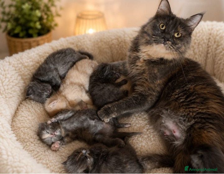 Maine Coon gatti Cuccioli di Maine Coon  - Annuncio 7