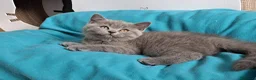British gatti in vendita: British shorhair cuccioli  - Annuncio 5