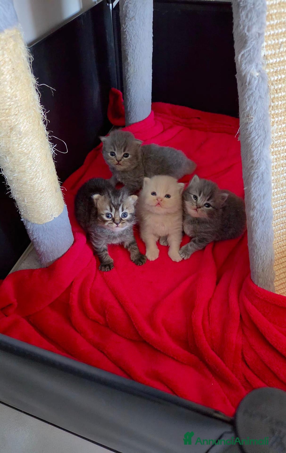 Scottish gatti Quattro adorabili cuccioli Scottish Fold&Straight  - Annuncio 10