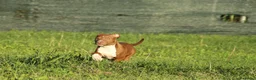 Pitbull cani in vendita: Cuccioli Pit Bull con pedigree anche a rate - Annuncio 7