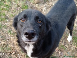 Altre razze cani Lucy 4anni tg media scampata da 1avvelenamento!SUD - Annuncio 1