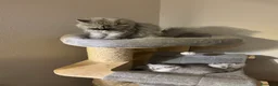 Persiano gatti in vendita: Gattino Cucciolo Persiano - Annuncio 2