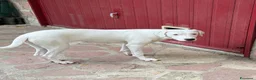 Meticcio cani in regalo: Alice  - Annuncio 3