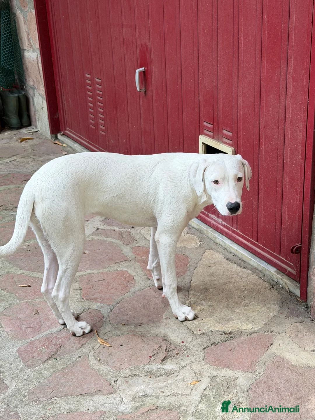 Meticcio cani in regalo: Alice  - Annuncio 3