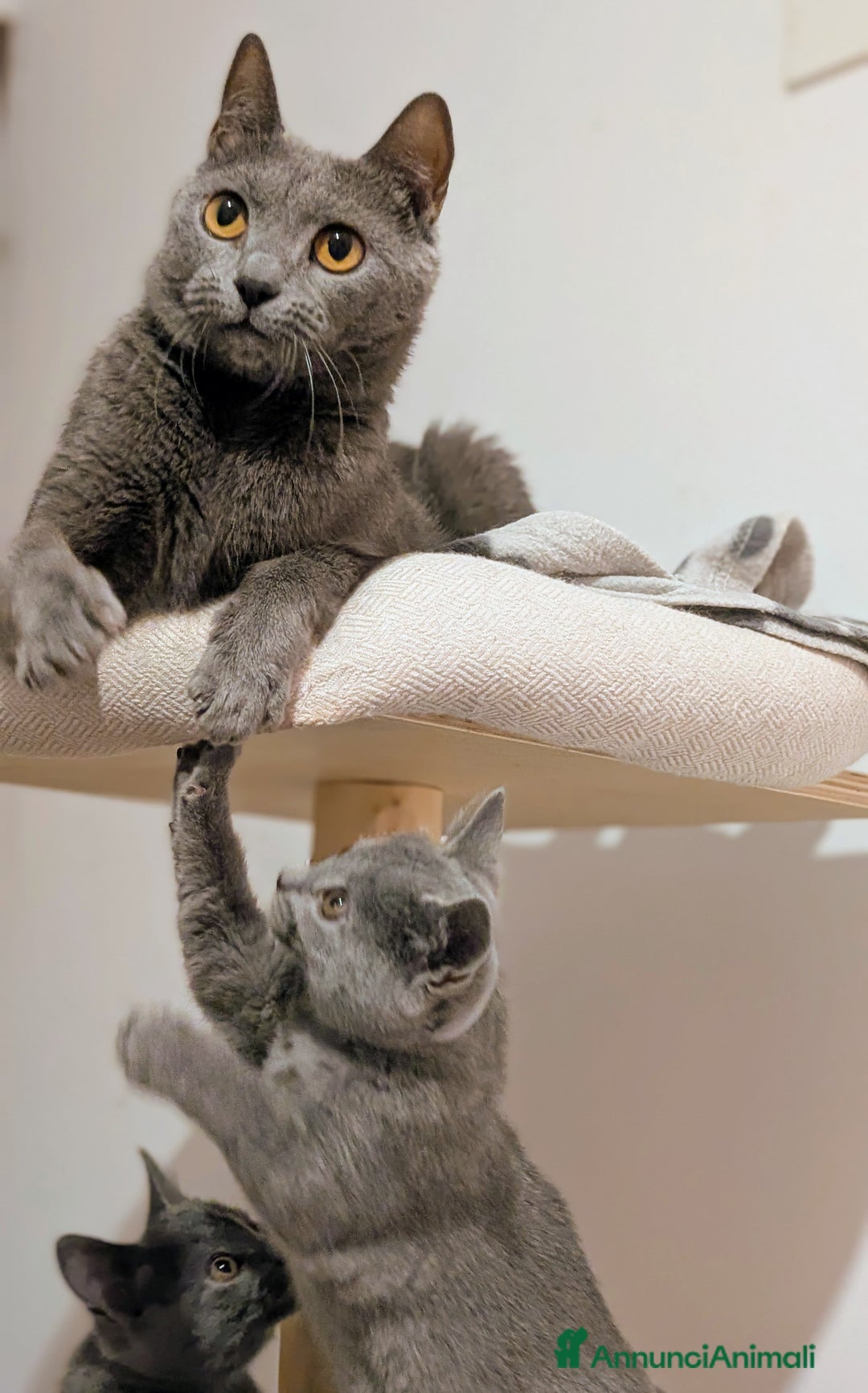 Certosino gatti in vendita: Cuccioli alta genealogia... un sogno per Natale! - Annuncio 4