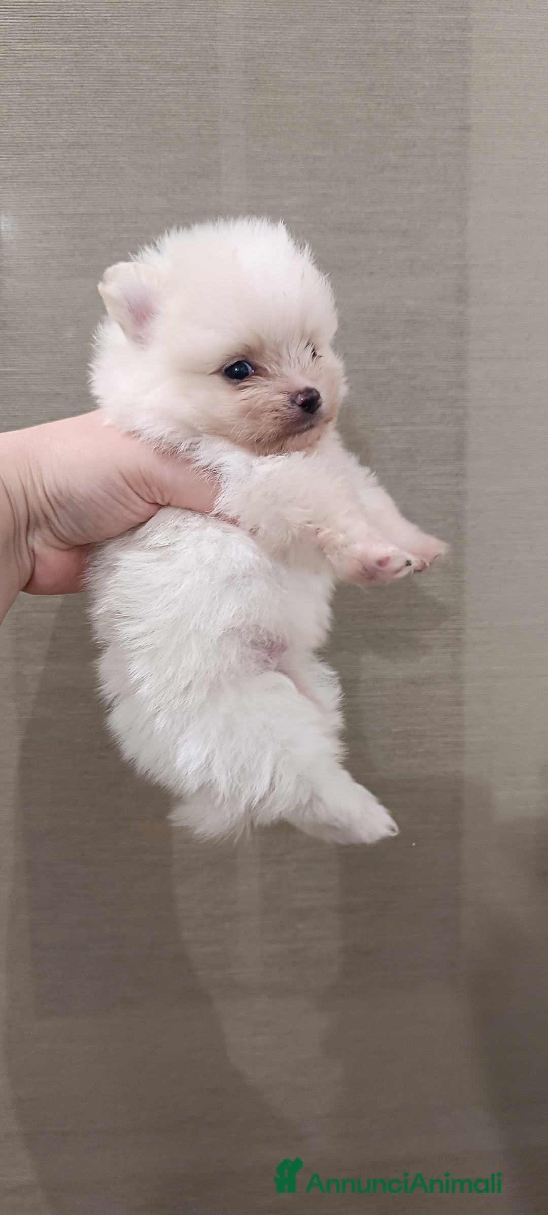 Volpino Pomerania cani in vendita: Cuccioli di Pomerania con pedigree ENCI  - Annuncio 5