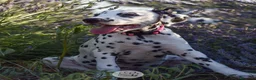 Dalmata cani in vendita: CUCCIOLI DALMATA con PEDIGREE Veneto - Annuncio 7