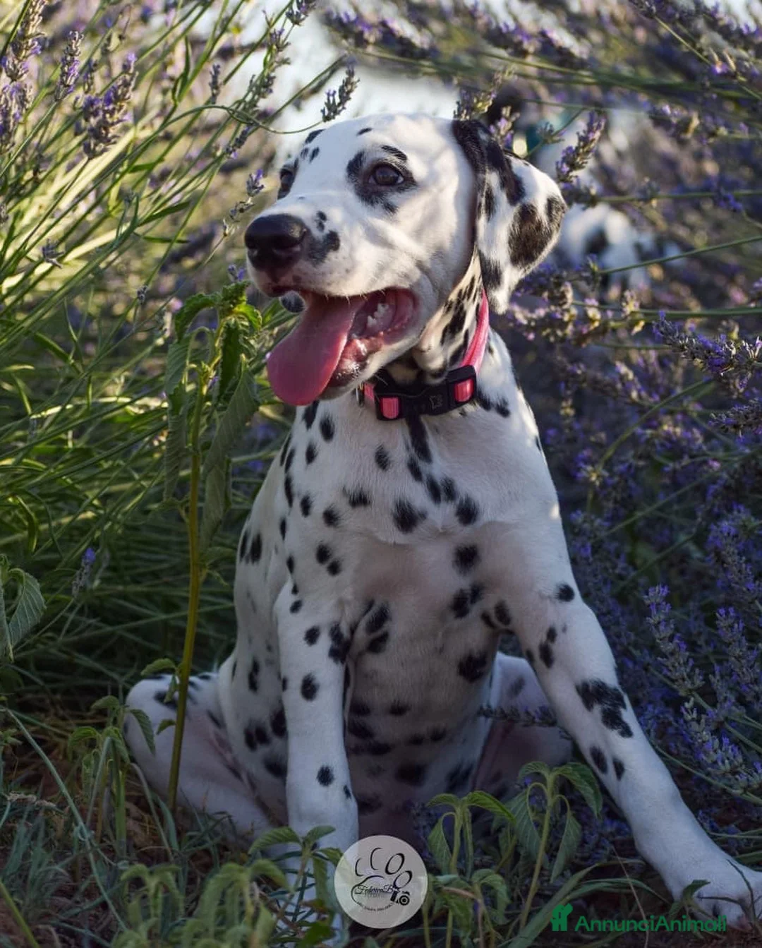 Dalmata cani in vendita: CUCCIOLI DALMATA con PEDIGREE Veneto - Annuncio 7