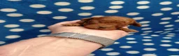 Barboncino cani in vendita: Barboncini nani red cuccioli - Annuncio 19