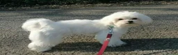 Maltese cani in vendita: Cuccioli di Maltese a Provincia di Frosinone - Annuncio 3