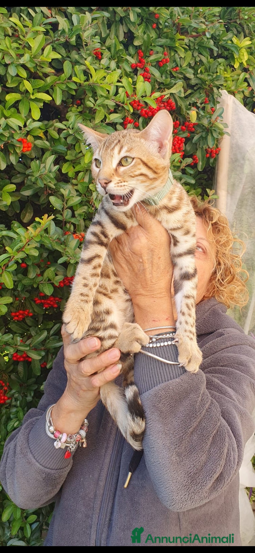 Bengala gatti in vendita: Gattini bengal wild - Annuncio 9