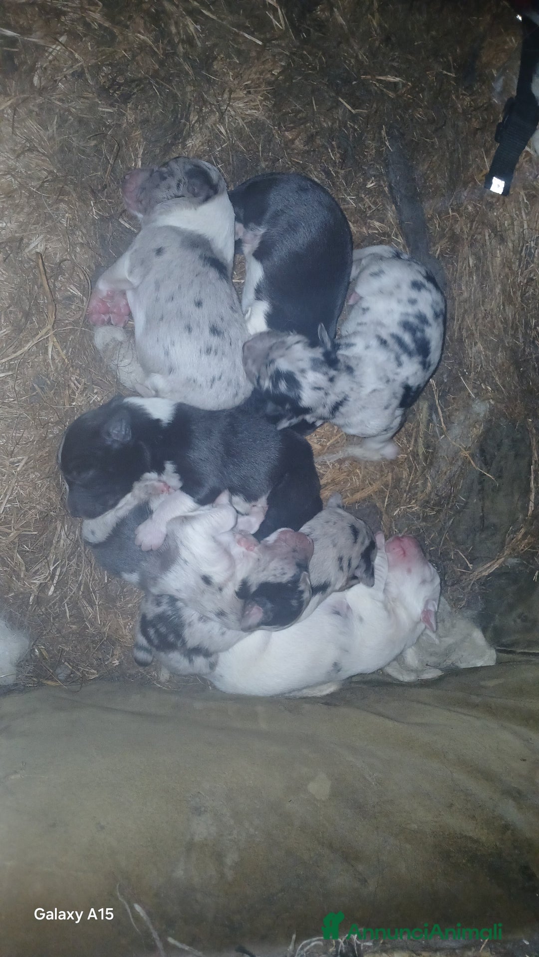 Australian Shepherd cani per accoppiamento: pastore australian della lessinia - Annuncio 12